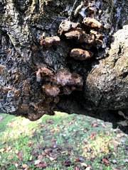 Inonotus mikadoi