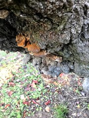 Inonotus mikadoi
