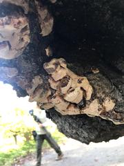Inonotus mikadoi