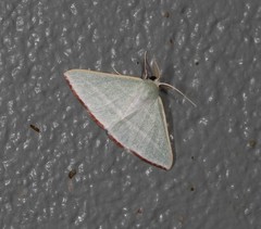 Oenochroma infantilis