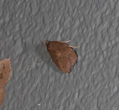 Peritornenta