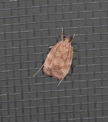 Peritornenta
