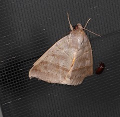 Ophiusa hituense
