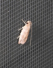 Peritornenta