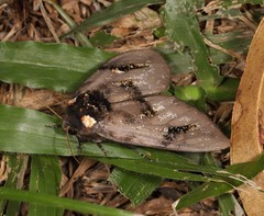 Psalidostetha banksiae