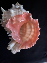 Phyllonotus erythrostomus