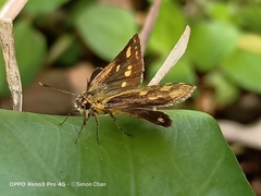 Ampittia dioscorides