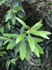 Persoonia arborea
