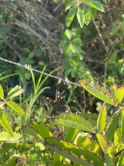 Thorybes dorantes galapagensis