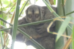 Aotus brumbacki