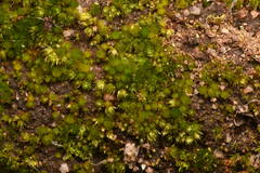 Gemmabryum