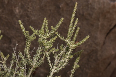 Mortonia scabrella