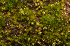 Gemmabryum