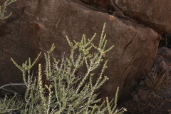 Mortonia scabrella