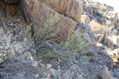 Mortonia scabrella