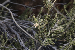 Mortonia scabrella