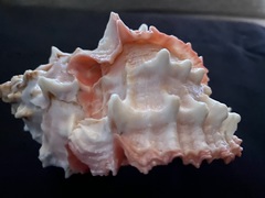 Phyllonotus erythrostomus