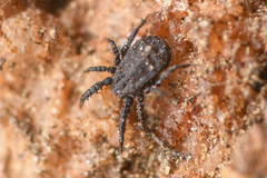 Caeculidae