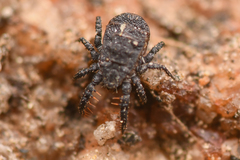 Caeculidae