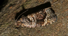 Asthenoptycha