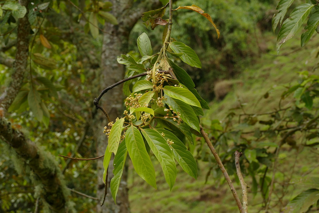 Nectandra discolor