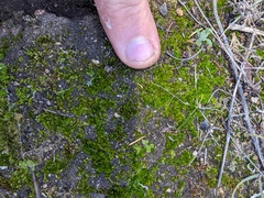 Gemmabryum