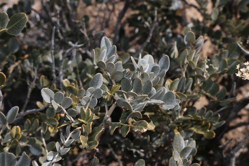 Image of Dermatophyllum gypsophilum by (c) Reid Hardin, some rights reserved (CC BY)