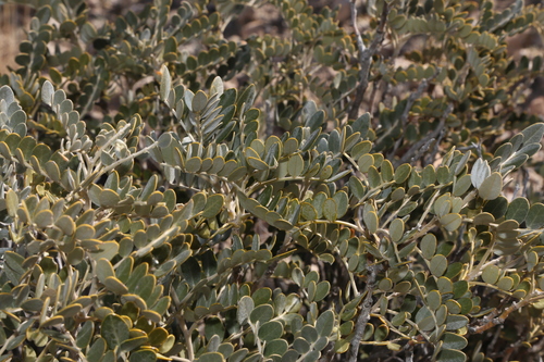 Image of Dermatophyllum gypsophilum by (c) Reid Hardin, some rights reserved (CC BY)