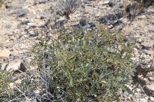 Image of Dermatophyllum gypsophilum by (c) Reid Hardin, some rights reserved (CC BY)
