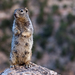 Rock Squirrel - Photo (c) Anders Illum, some rights reserved (CC BY-NC-ND)