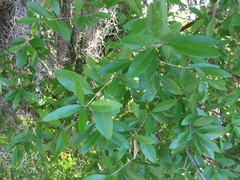 Forestiera segregata