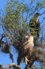 Caracara plancus