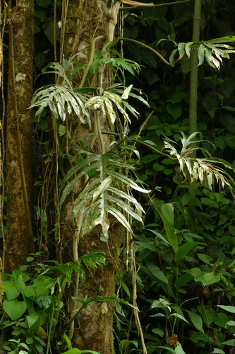 Philodendron elegans, photograph 1