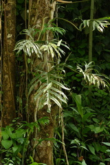 (c) Skjold Søndergaard, some rights reserved (CC BY) Philodendron elegans, photograph (c) Skjold Søndergaard, some rights reserved (CC BY)