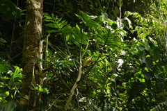 Philodendron elegans
