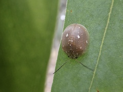 Paropsis aegrota