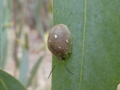 Paropsis aegrota
