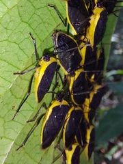 Rhyssocephala