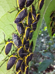 Rhyssocephala