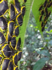 Rhyssocephala