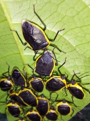 Rhyssocephala