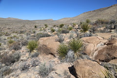 Dasylirion leiophyllum