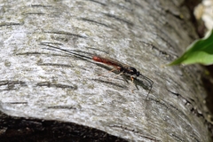 Dolichomitus irritator