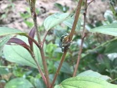 Hyla simplex