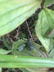 Hyla simplex