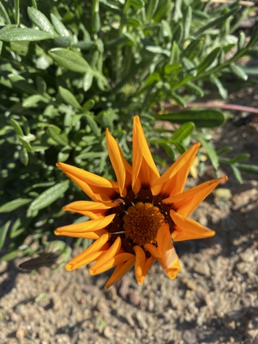 Gazania linearis