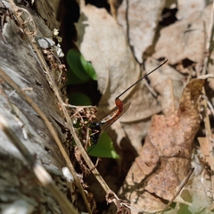 Dolichomitus irritator