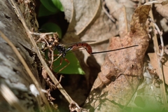 Dolichomitus irritator