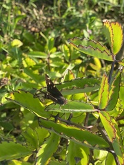 Thorybes dorantes galapagensis