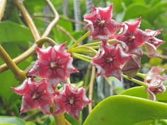 Hoya pubicalyx